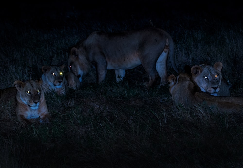 herd of brown lioness