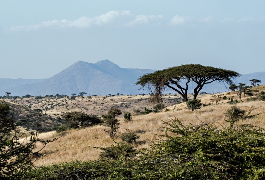 Lewa safari camp. The lovely view from the path to the hide at Lewa Safari Camp, Kenya. The tree is an acacia, and the hills are looking towards Samburu National Park. Photo taken late afternoon.