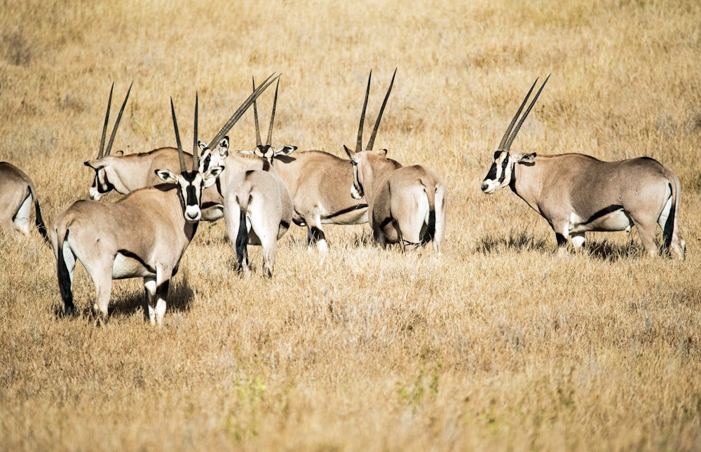 herd of brown antelope