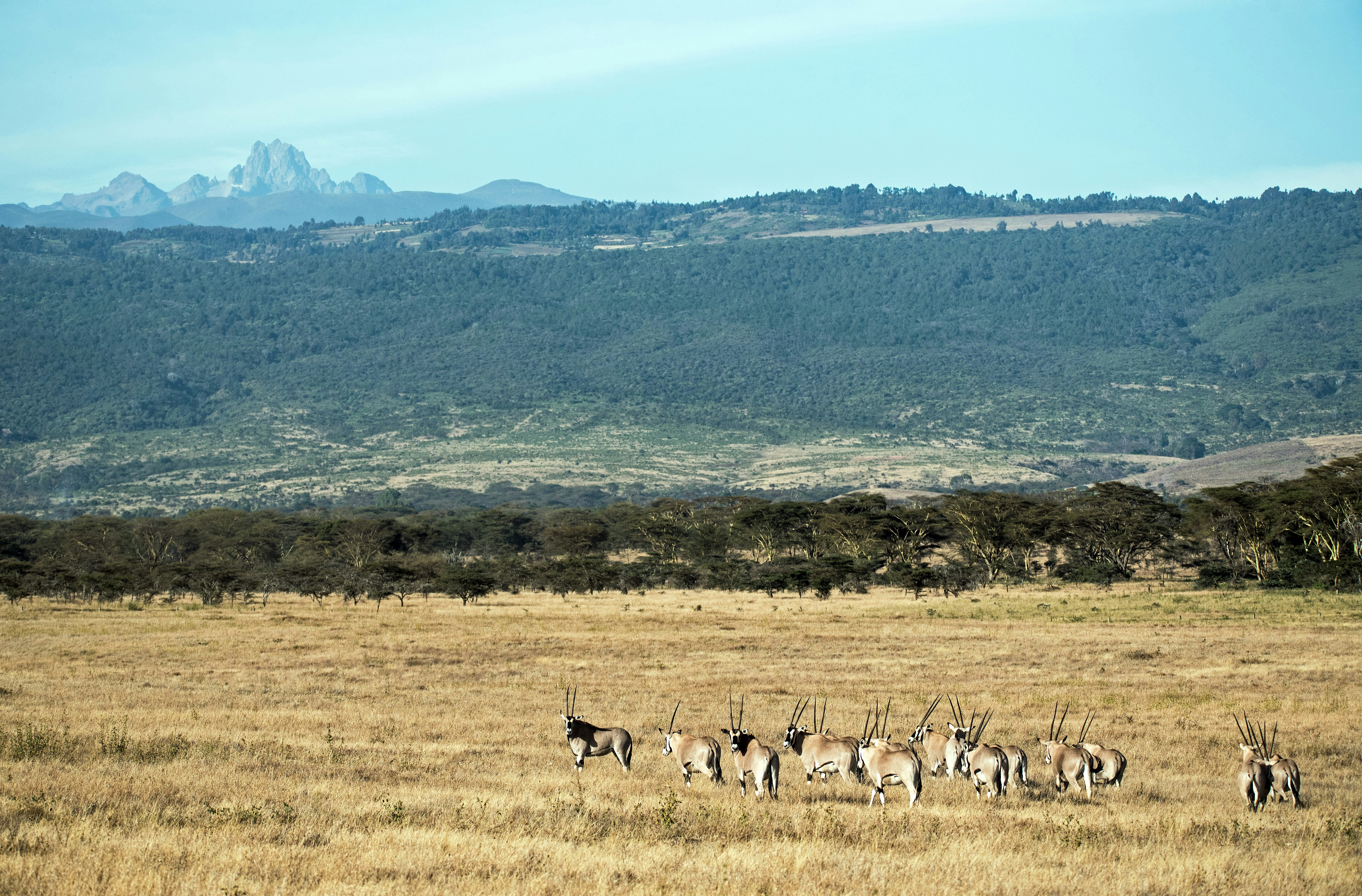 group of gazelles at the field during day