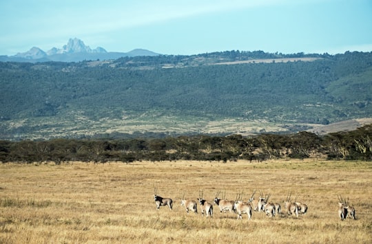 group of gazelles at the field during day in Mount Kenya Kenya