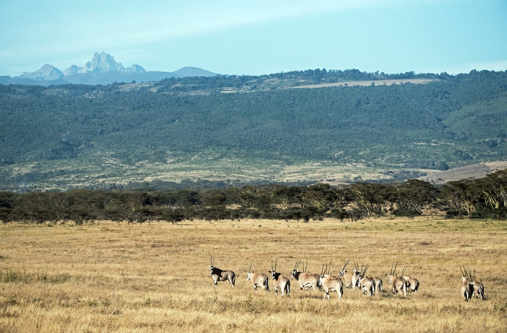 group of gazelles at the field during day