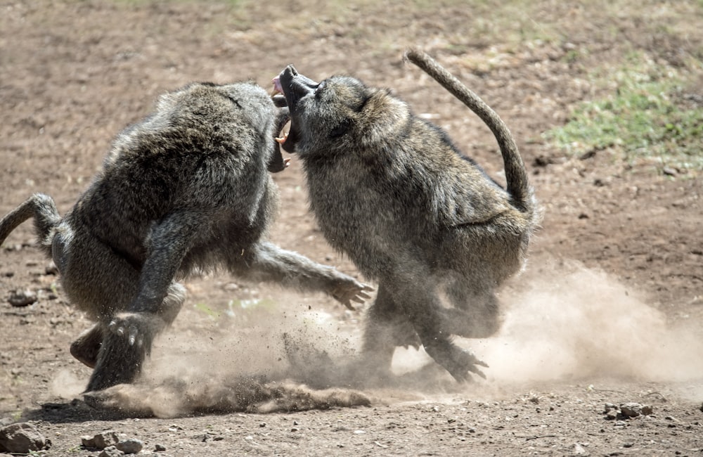 two fighting monkeys on ground