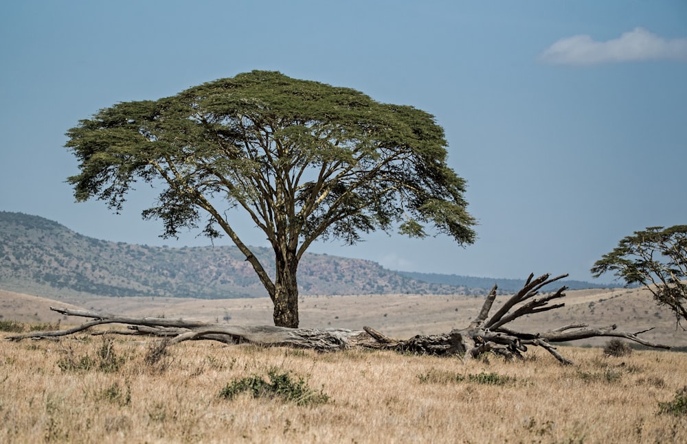 tree in desert