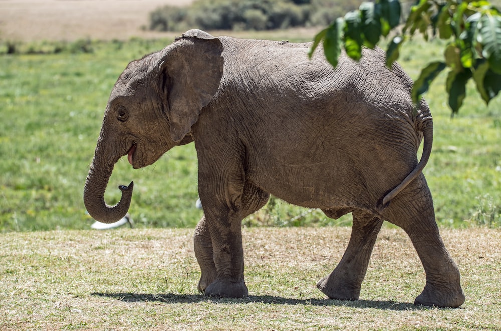 elefante gris de pie en el campo