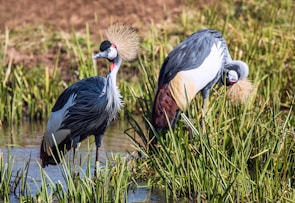 two gray-and-white long-beaked birds