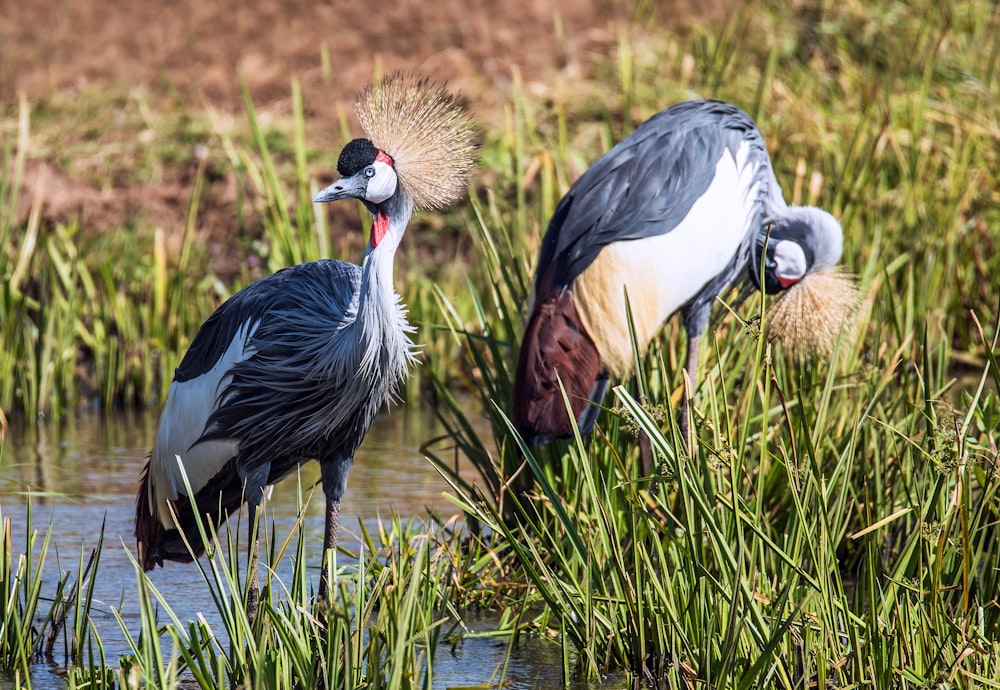 deux oiseaux gris et blancs à long bec