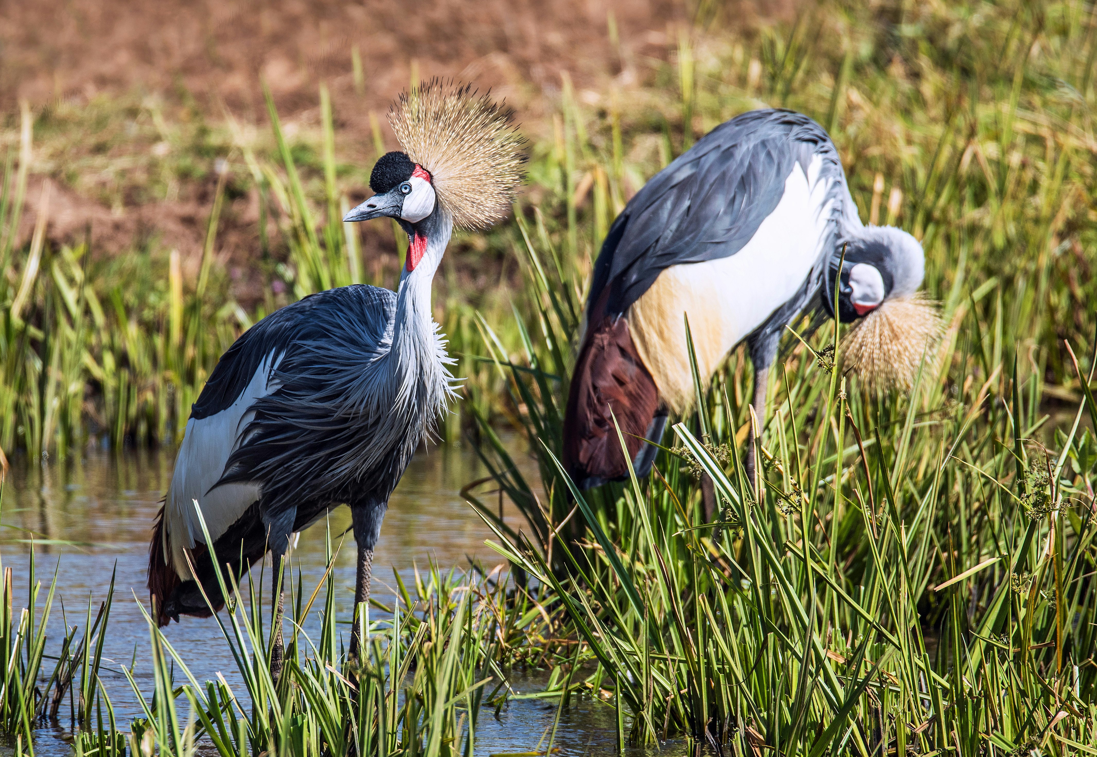 two gray-and-white long-beaked birds