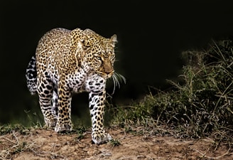 leopard on grass
