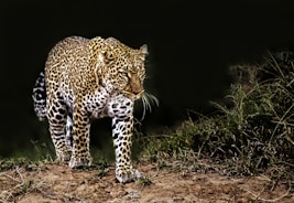 leopard on grass