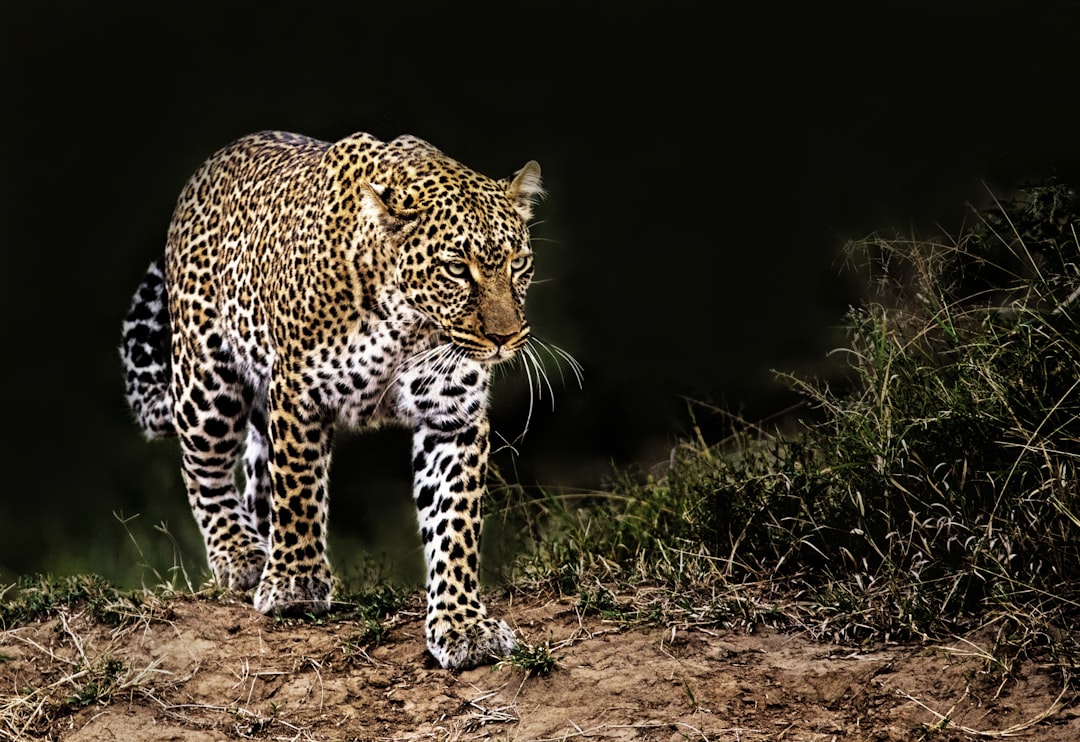  leopard on grass leopard