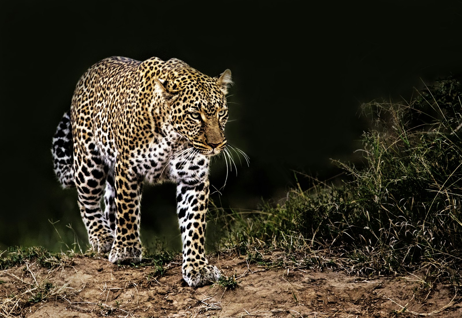 Sigma 150-600mm F5-6.3 DG OS HSM | S sample photo. Leopard on grass photography