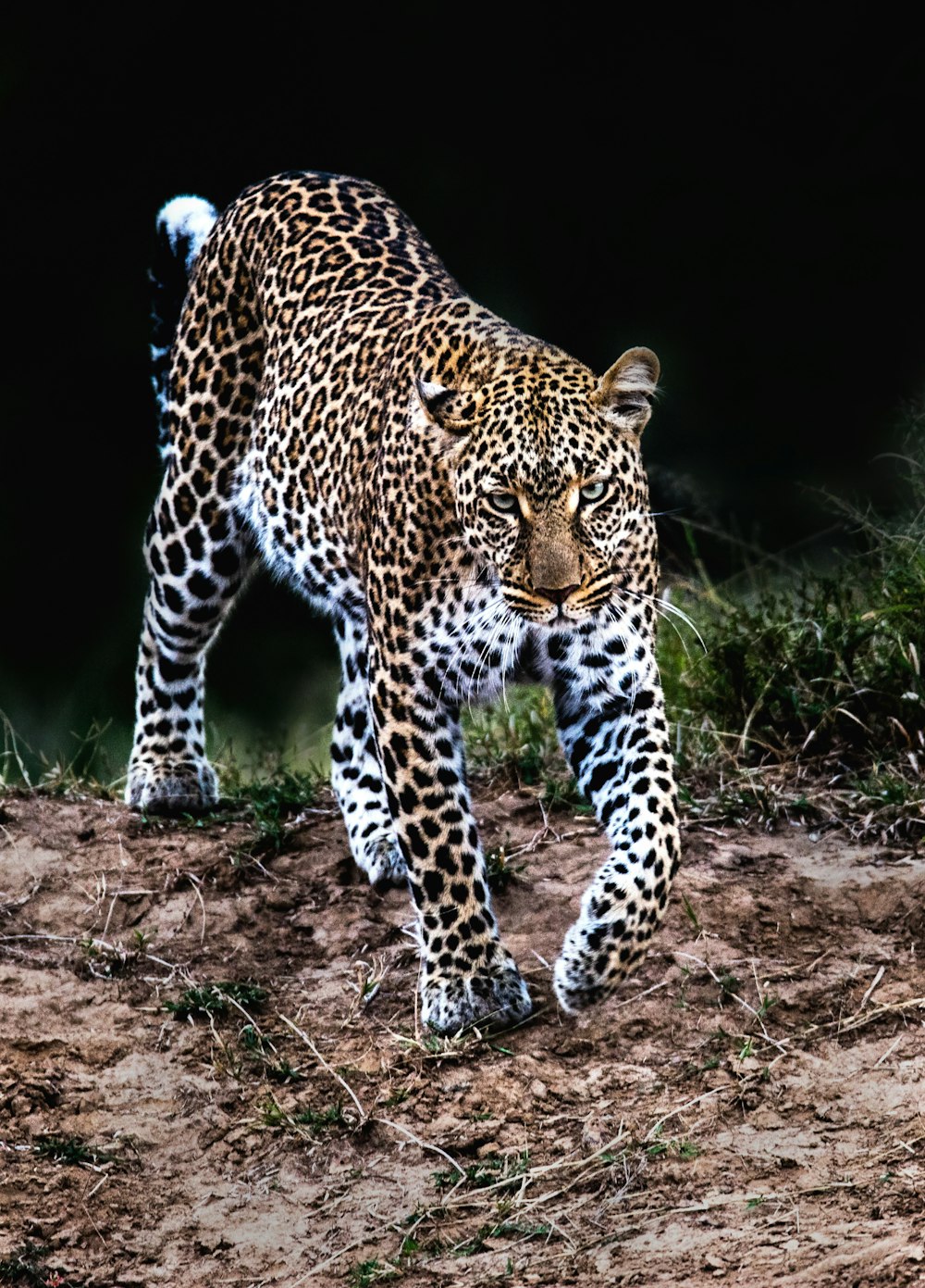 leopardo andando na natureza