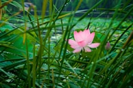 Delicate lotus flowers blooming amid gentle rays of morning light.