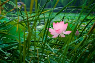 Delicate lotus flowers blooming amid gentle rays of morning light.