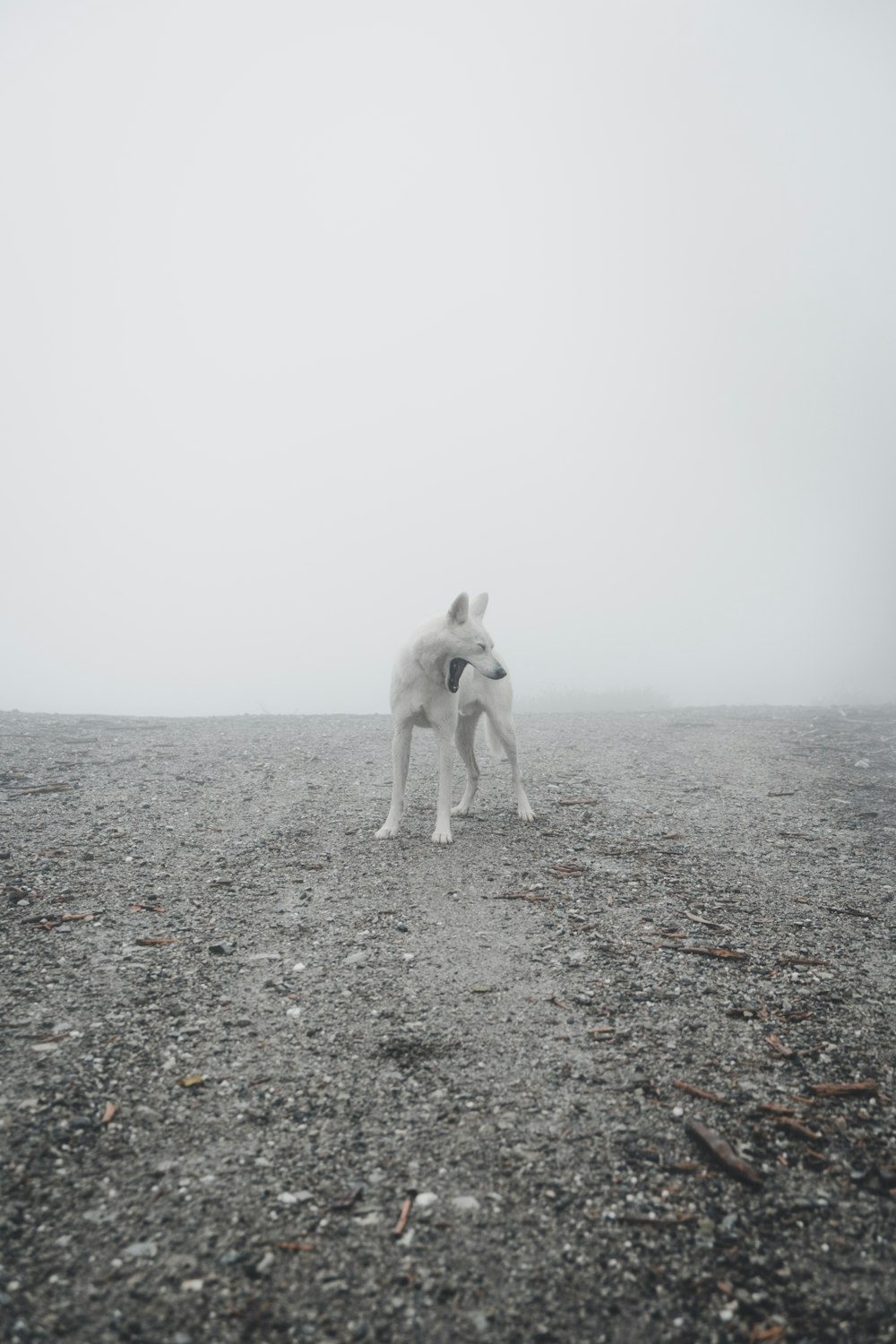short-coated white dog