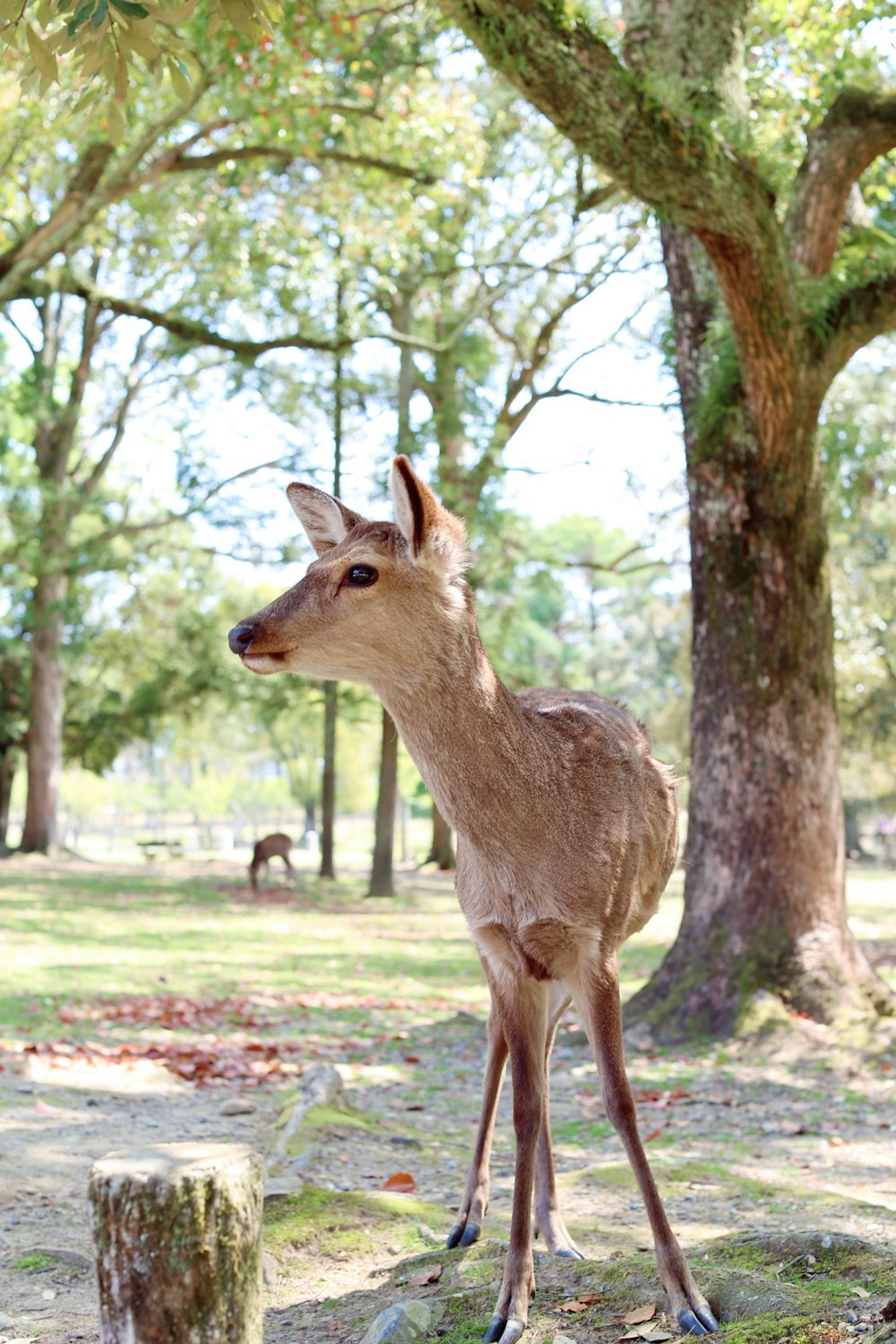 closeup photo of fawn deer near tree
