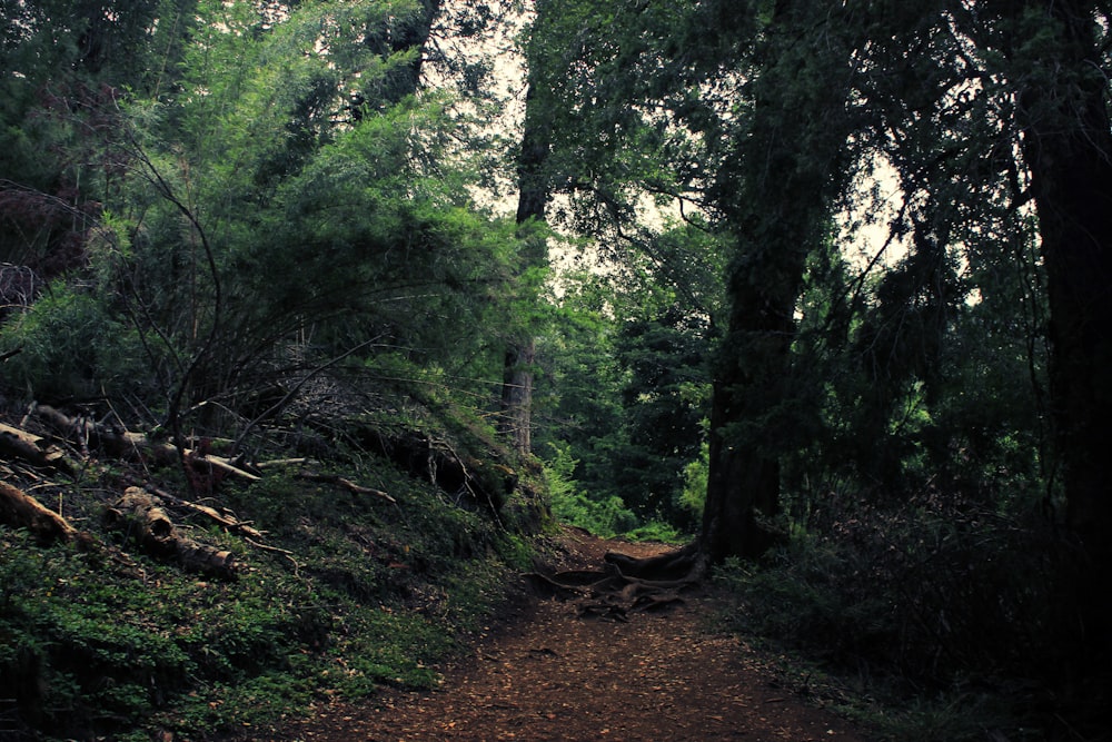 a dirt path in the middle of a forest