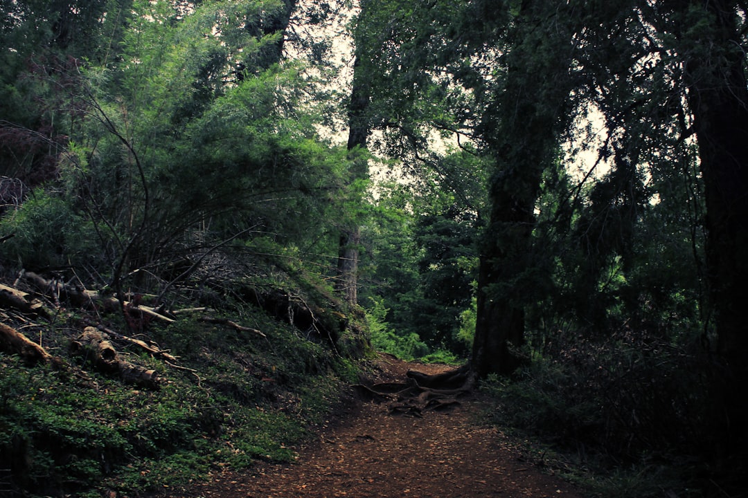 photo of Puerto Varas Forest near Alerce Andino National Park