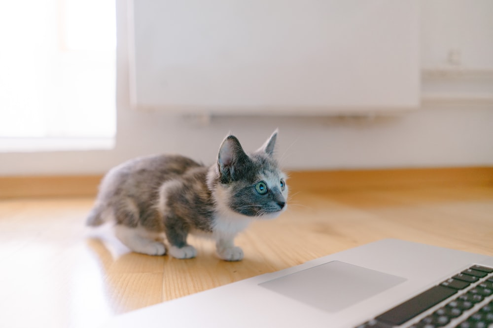gatito calicó parado frente a MacBook Pro