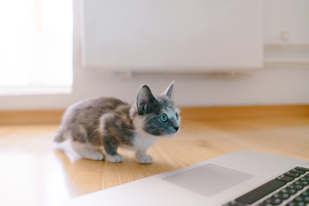 MacBook Proの前に立つ三毛猫