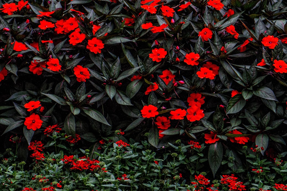 red flowers with black leaves