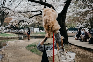 A person in a checkered shirt is holding a fluffy dog aloft in a park filled with people enjoying a day out. Cherry blossom trees with blooming flowers surround the scene, and there are many people on a bench in the background, some wearing hats. A small stream runs alongside a dirt path.