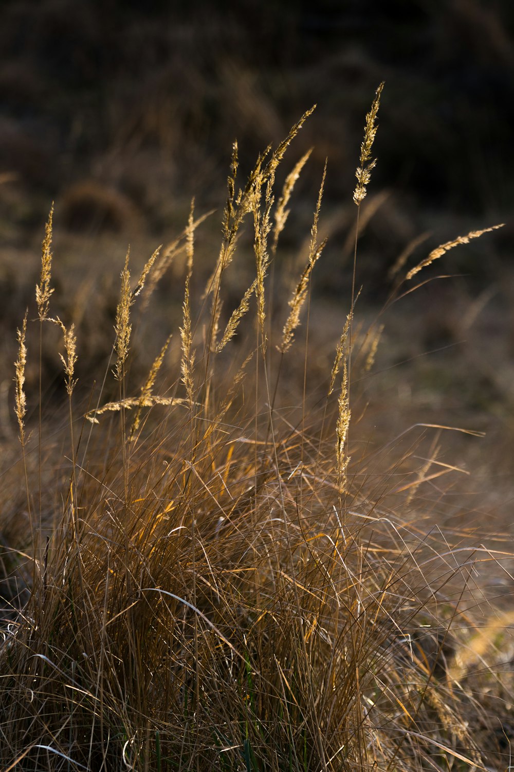 selective focus photography of yellow oats