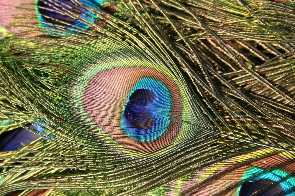 peacock feather