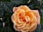 A vibrant peach-colored rose in full bloom surrounded by dark green leaves. The petals are densely layered, creating a lush and intricate appearance. The texture of the petals appears soft and delicate, contrasting with the glossy and smooth texture of the leaves.