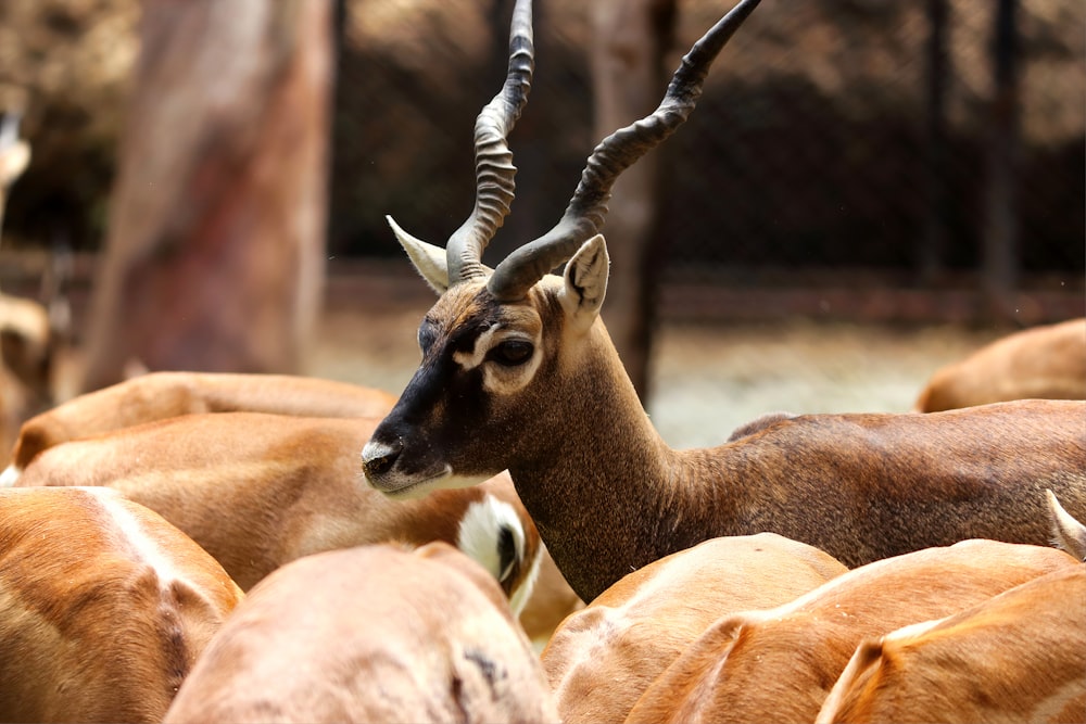 brown antelopes closeup photography
