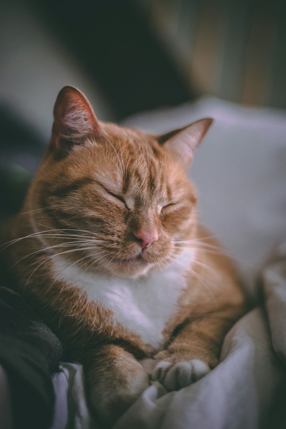 closeup photography of orange tabby cat