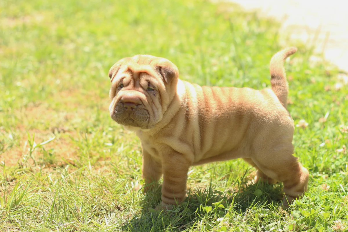 Labrador retriever tumbado en el suelo