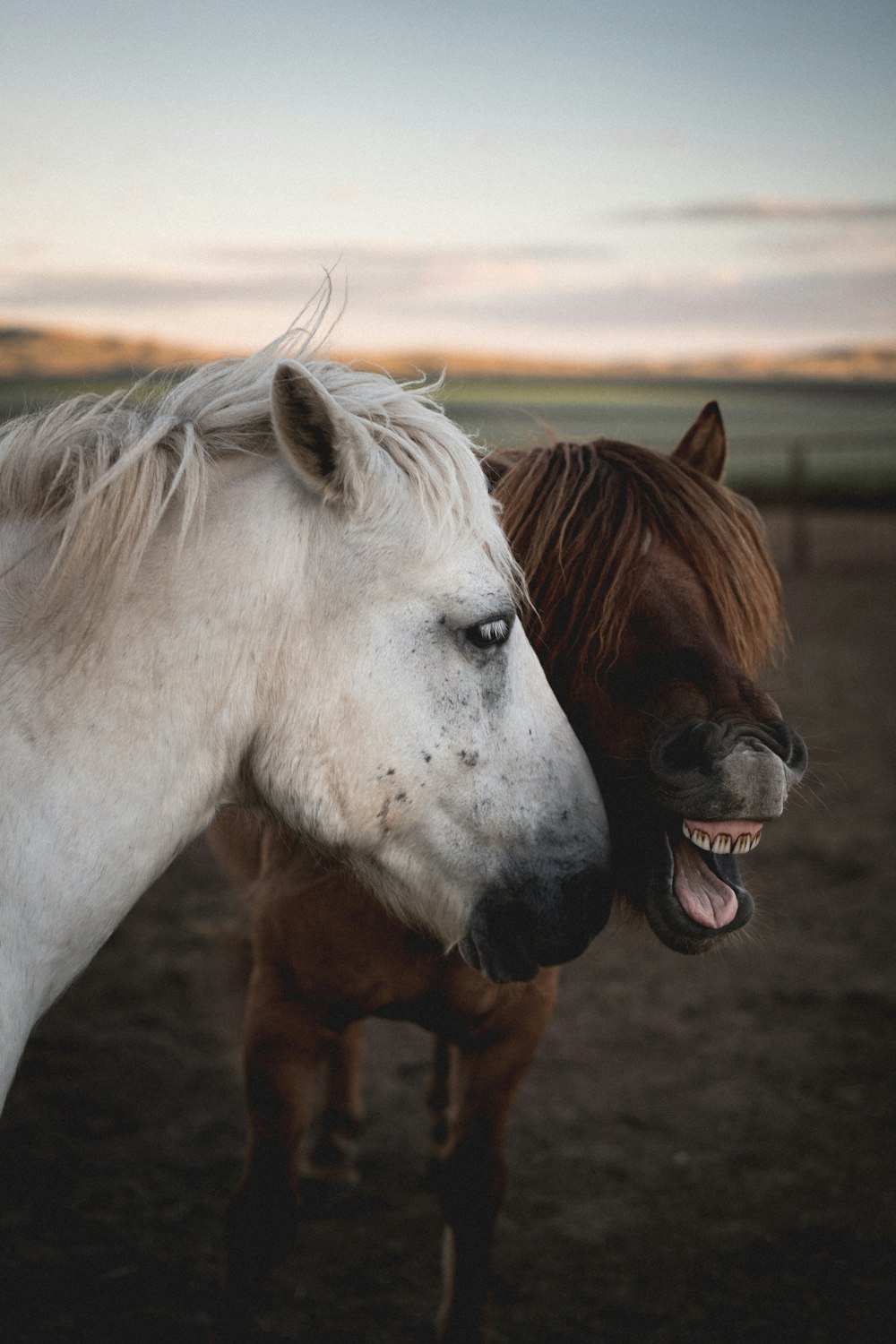 deux chevaux bruns et blancs