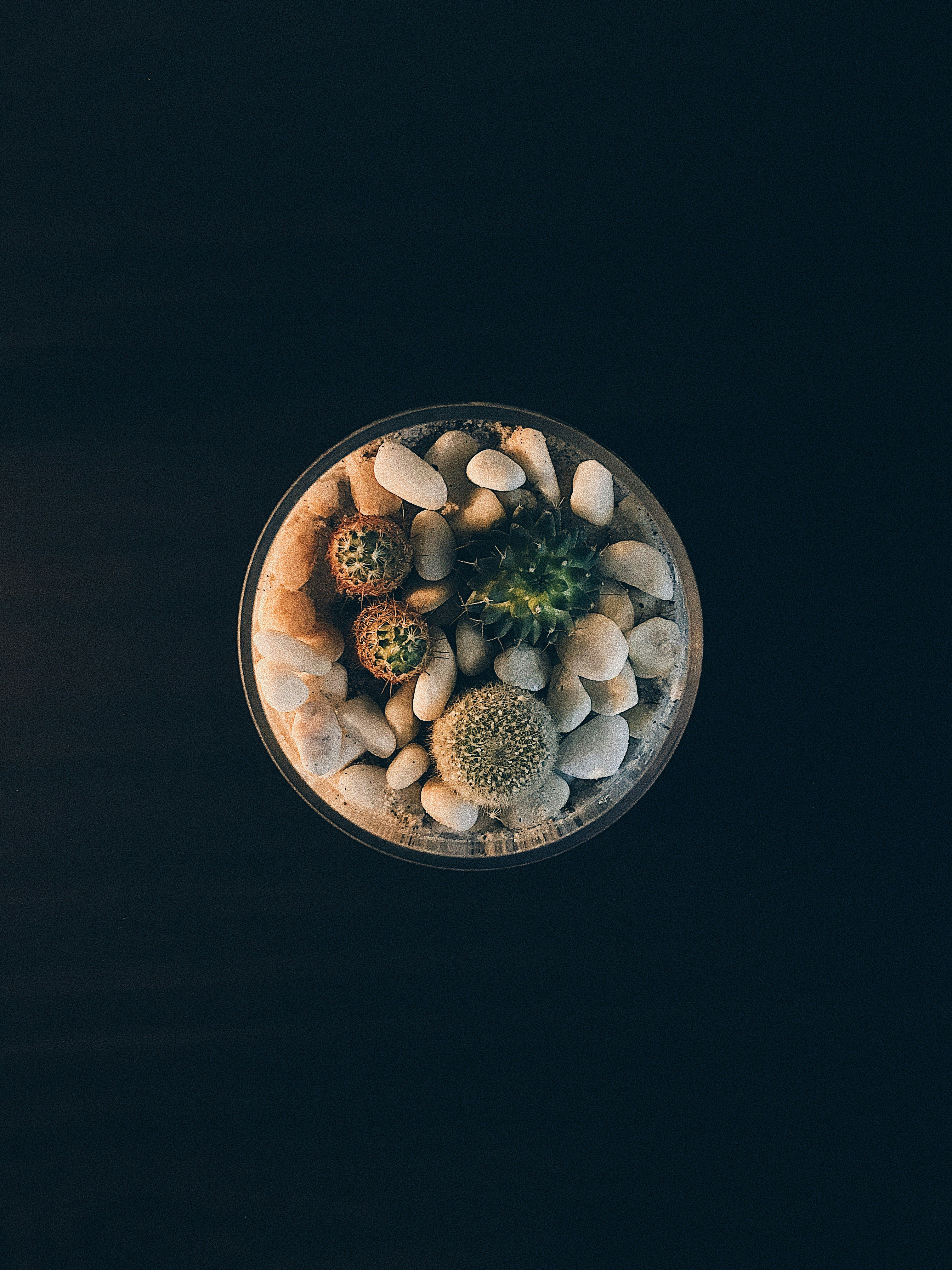 Photo by chicken_rice_on_cameras