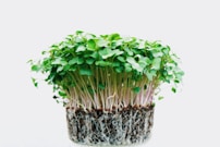 green sprouts illustration