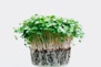 green sprouts illustration