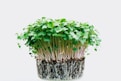 green sprouts illustration
