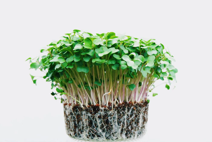 Growing Microgreens at Home in Trichy's Climate