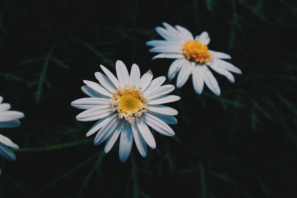 two white daisy flowers