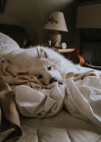photo of medium white dog lying on white blanket