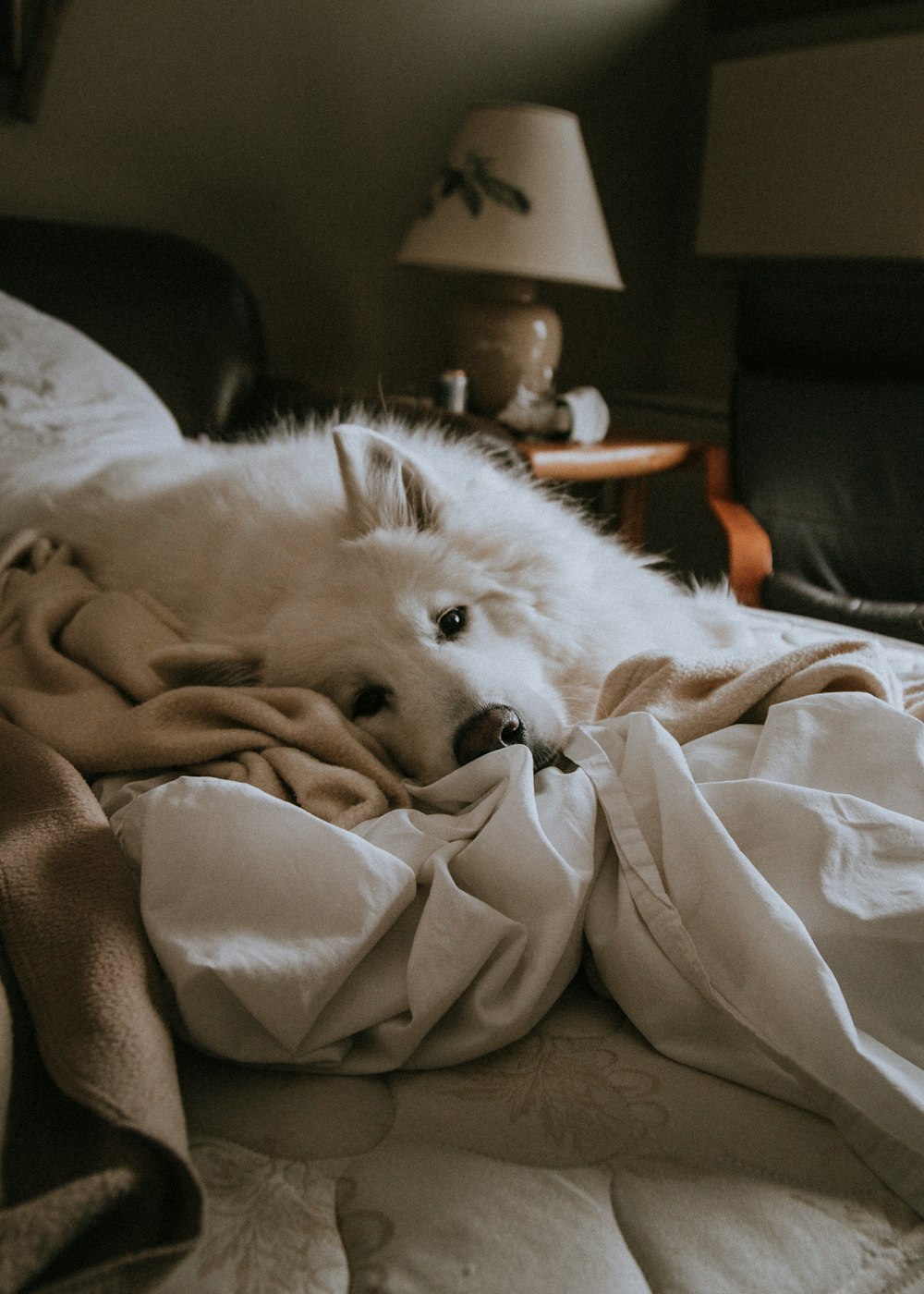 foto di cane bianco medio sdraiato su coperta bianca