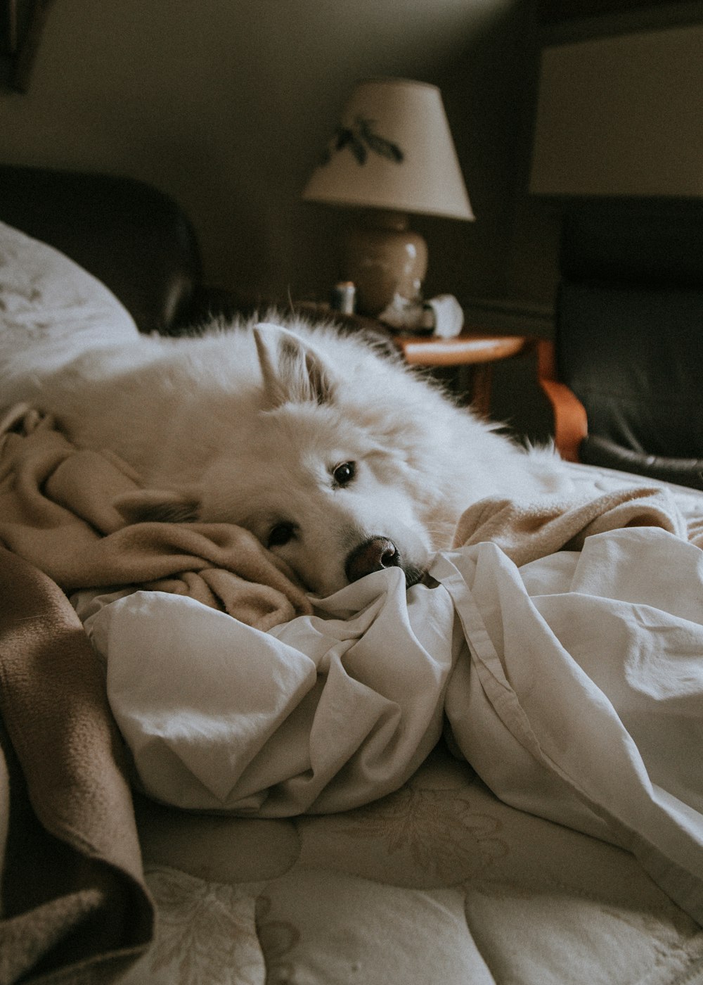 Foto eines mittelgroßen weißen Hundes, der auf weißer Decke liegt