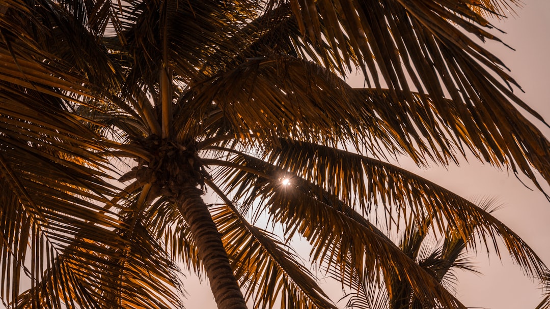 Landscape photo spot Saona Island Dominican Republic