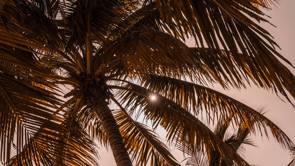 Photographie en contre-plongée d’un cocotier de jour