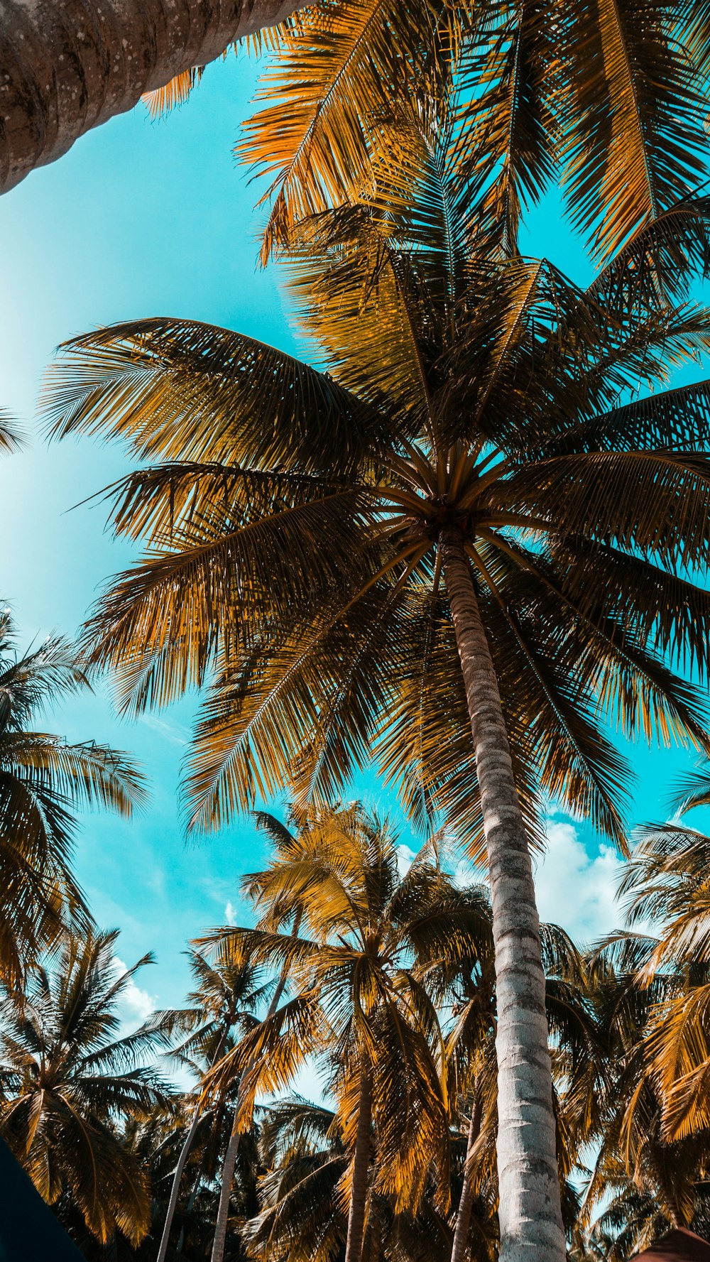 worm's-eye photography of coconut tree