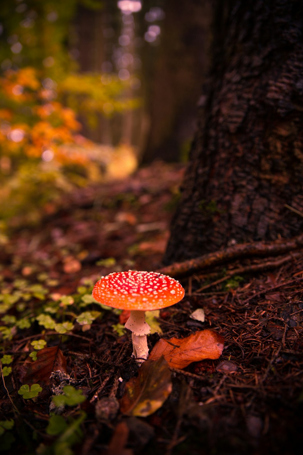 orange and white mushroom under brown tree in close up photography
