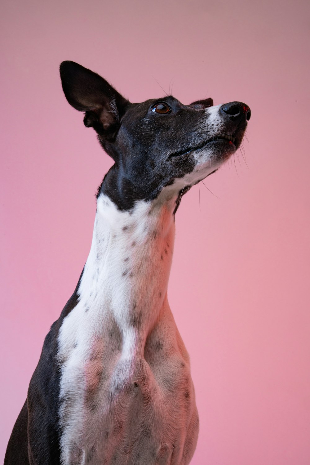 adult black and white dog