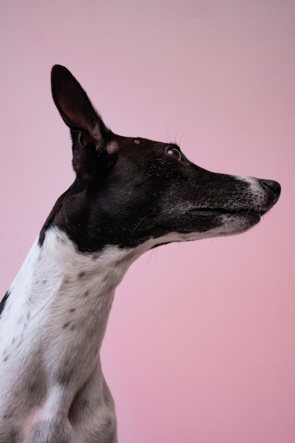 Perro adorable