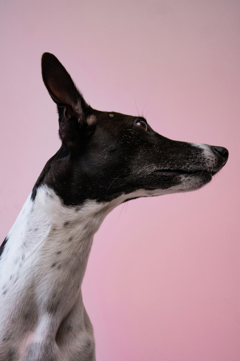 short-coated white and black dog